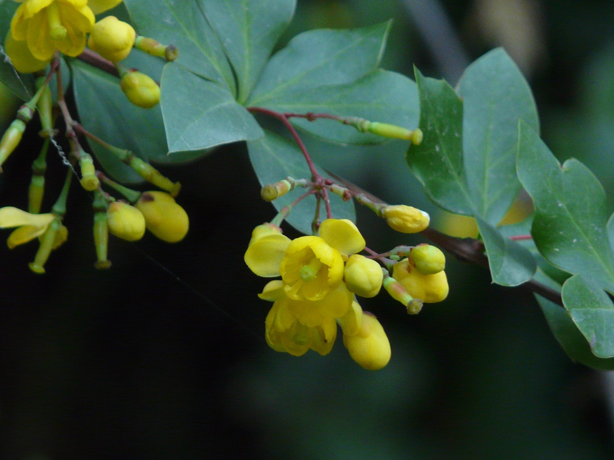 Berberine: wat is het en waar komt het vandaan?