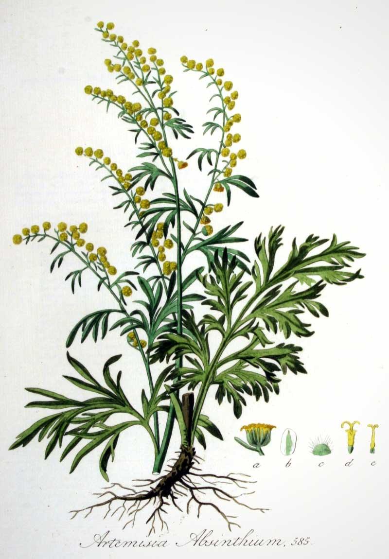 Wat is Alsem (Artemisia absinthium)? De complete gids over herkomst, kwaliteit en voedingssupplementen